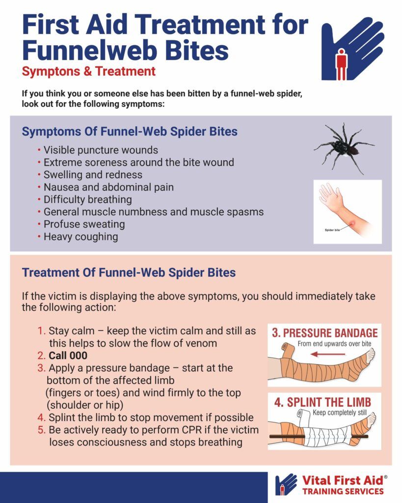 first aid for funnel-web spider bites infographic