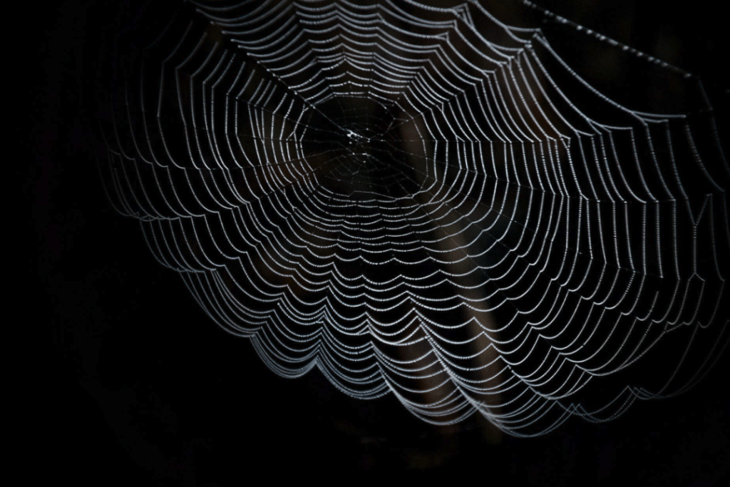 spider web