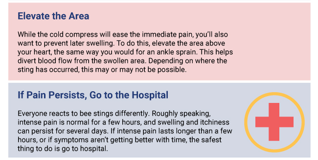 First Aid for Bee Stings Guide