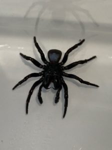 Mouse Spiders on the Central Coast 1
