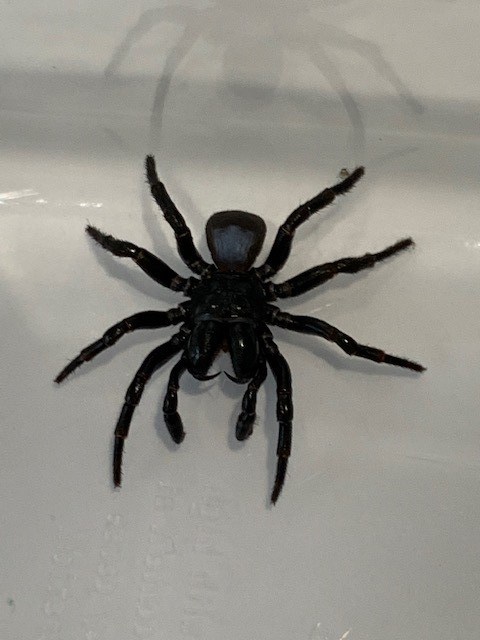 mouse spider