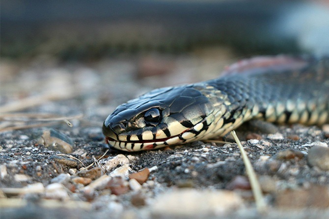 snake